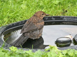 Merle noir prenant son bain - Photo Jean-Marc Bronner